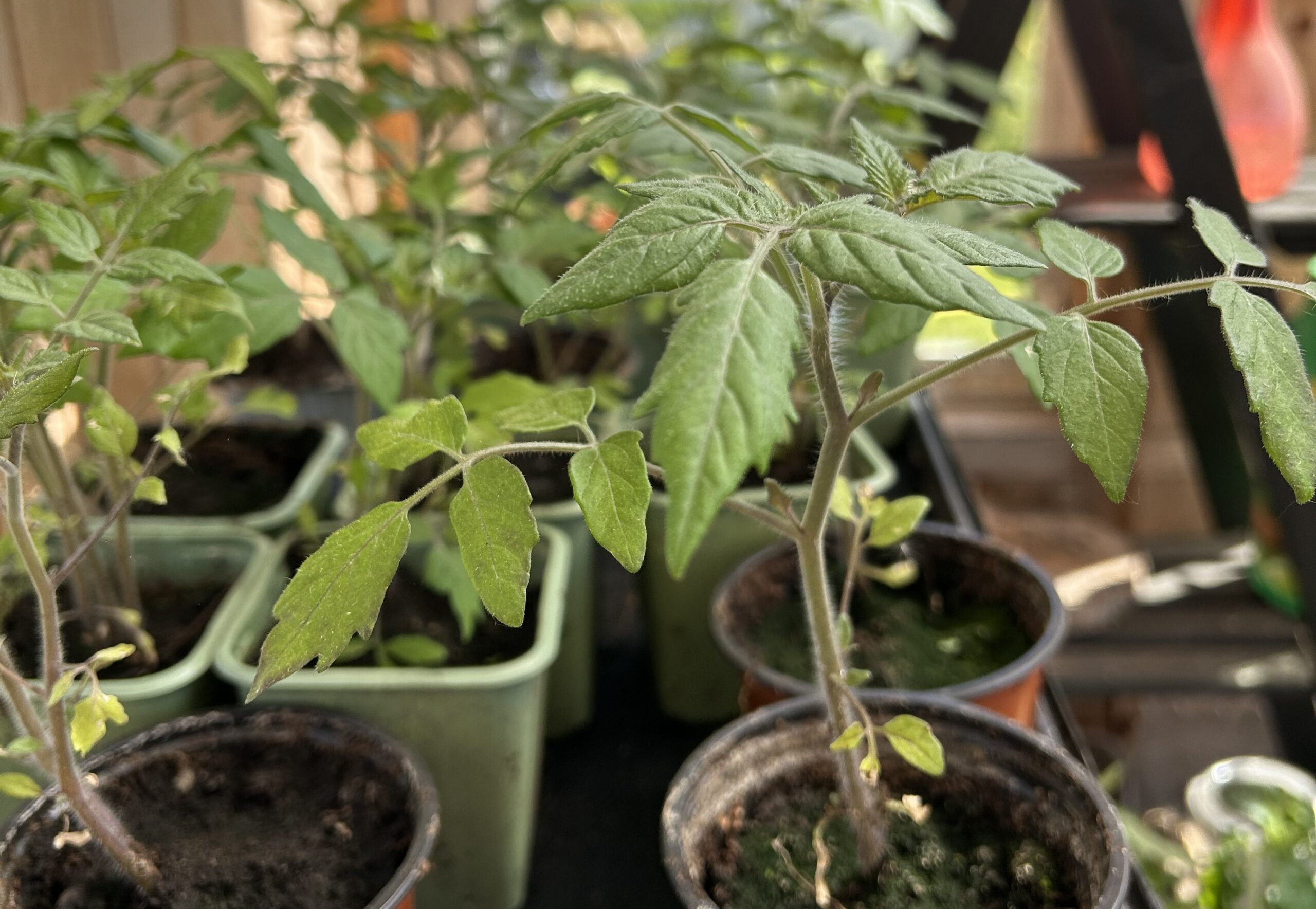 Tomatplantor på tillväxt