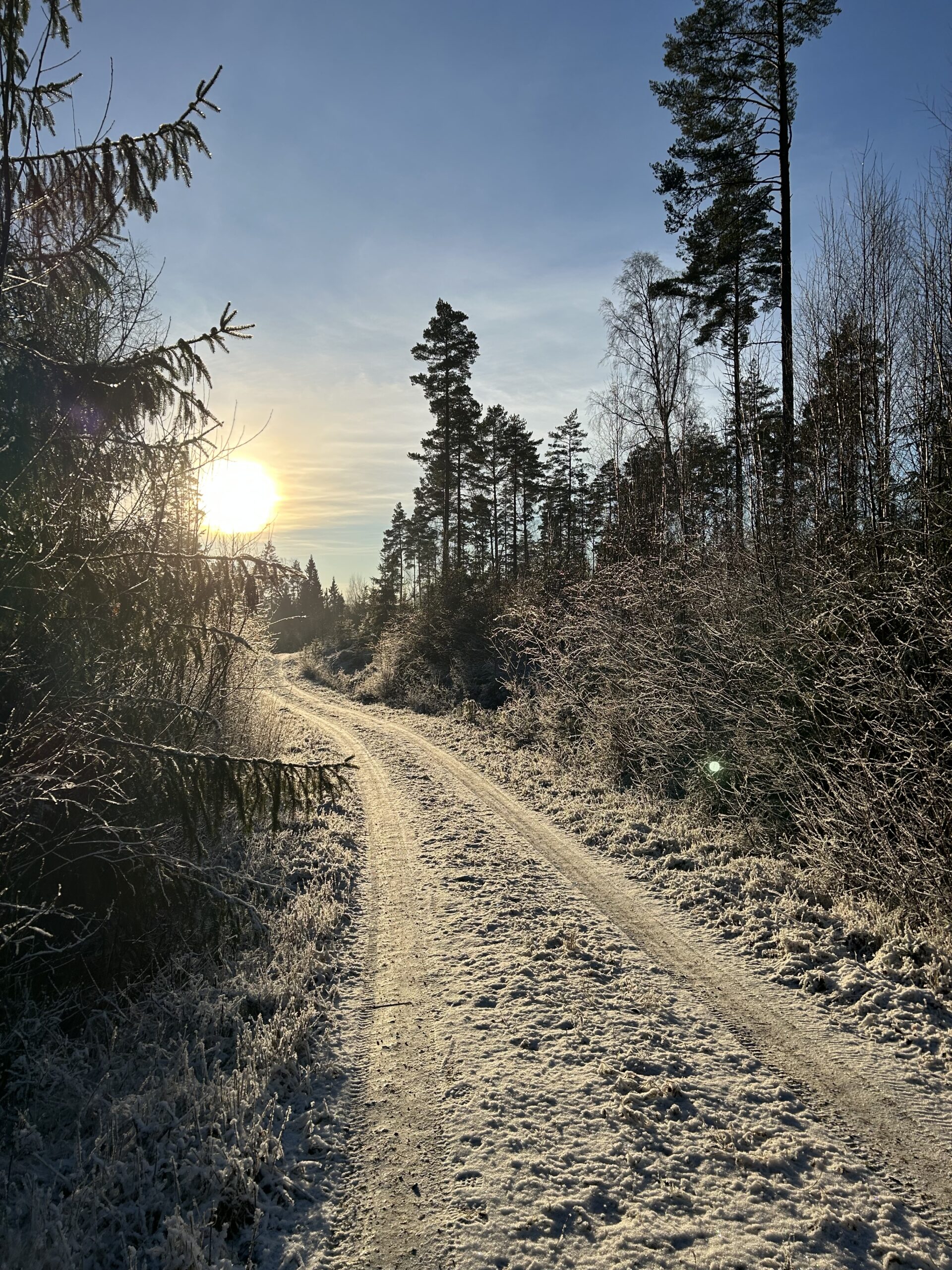 Solsken på en skogsväg i en vintrig skog