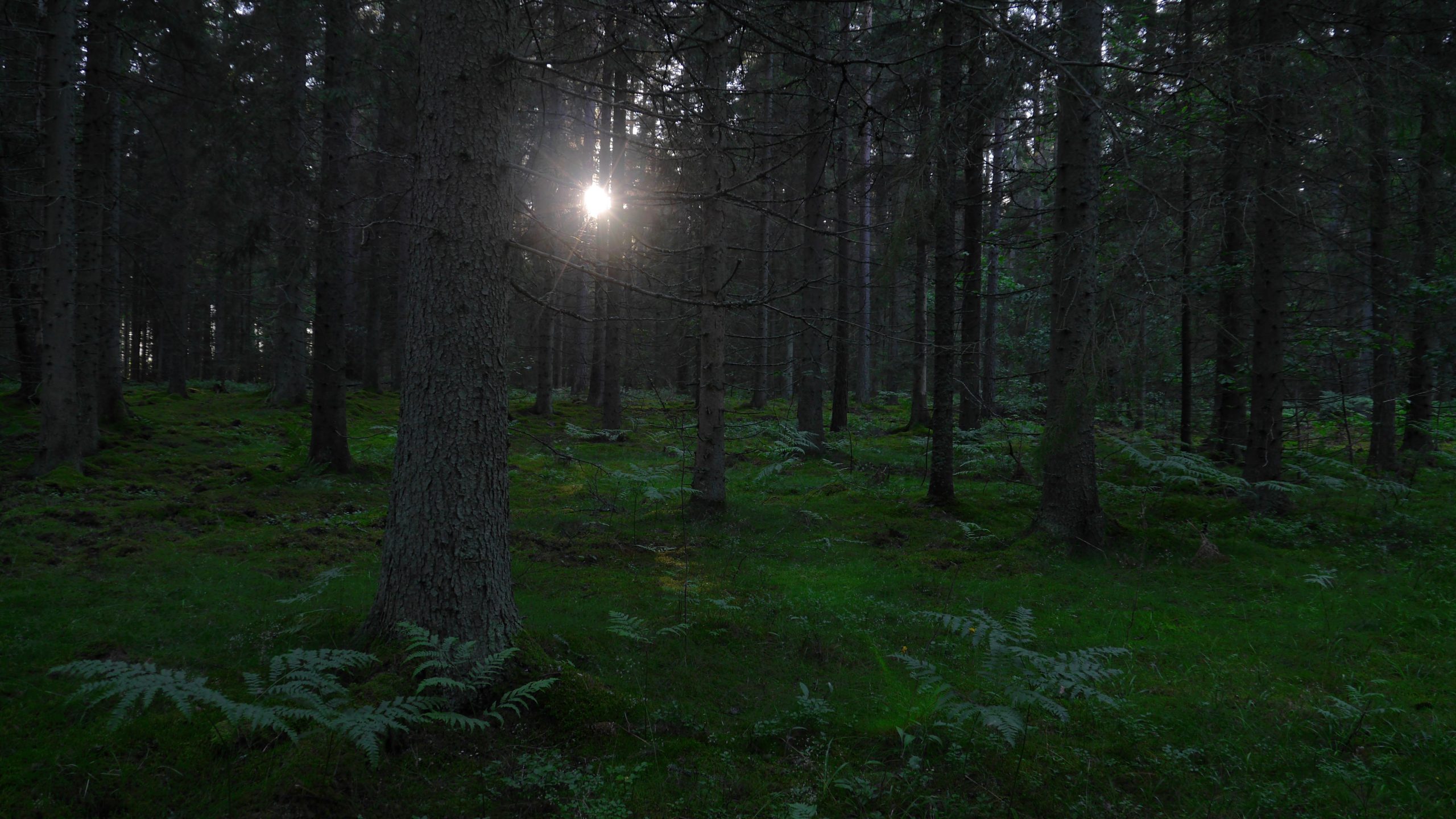 mörk skog